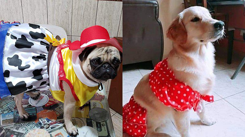 Truco o pata: Conoce la tendencia en disfraces para las mascotas (FOTOS)