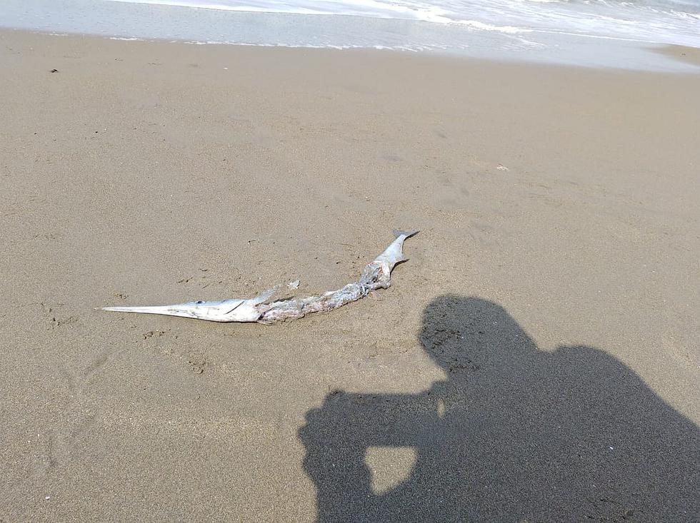 Aparecen especies marinas muertas en playas de Chiclayo (VIDEO Y FOTOS)