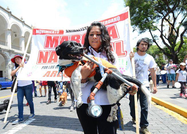 Congreso aprueba Ley contra el Maltrato animal: mira las sanciones aquí 