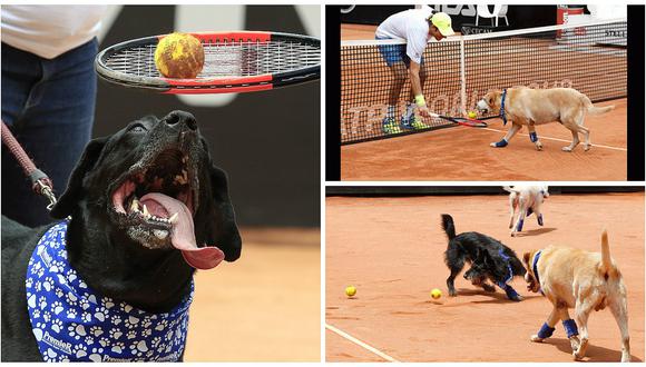 Brasil: perros abandonados son los nuevo recogebolas en torneo de tenis (VIDEO)