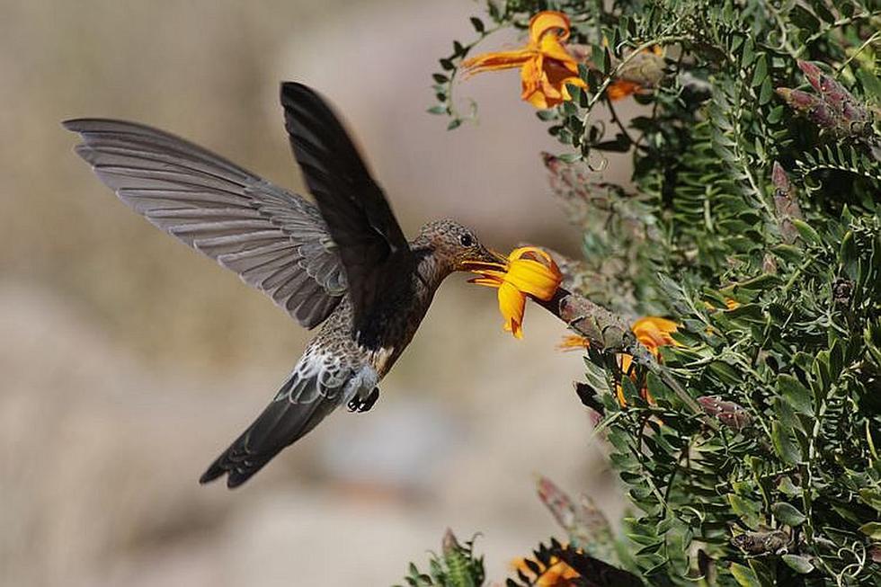 Aves del Colca, la biodiversidad en el cañón más profundo (VIDEO)