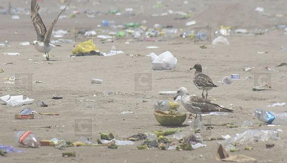 Contaminación en playas de Tacna afecta a 60 especies de aves
