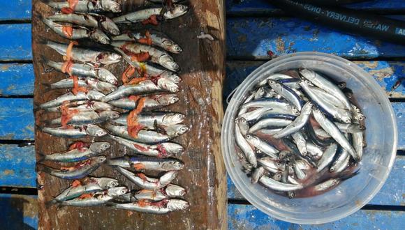 Gremios exigen a Produce el cierre de la segunda temporada de pesca debido a alta incidencia de juveniles.