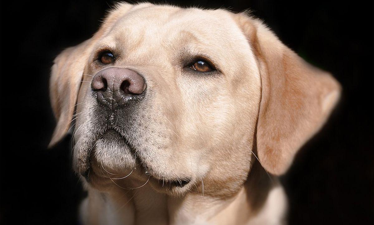 Si el veterinario detecta algo malo en el can, nos dará alguna receta que debemos seguirla al pie de la letra (Foto: Pixabay)