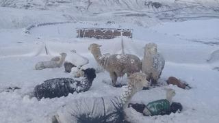 Senamhi advierte granizo y nieve en zonas altas de Puno