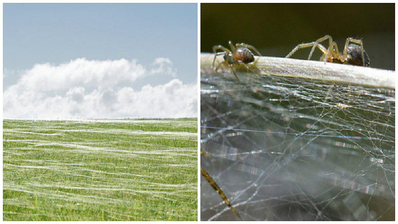​YouTube: perturbadora telaraña gigante cubrió campo de juego (VIDEO)