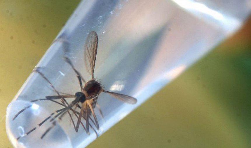 Crean clon del Zika para desarrollar vacuna contra el virus