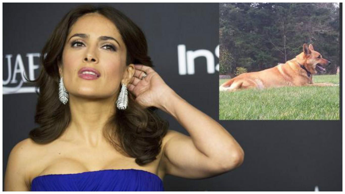 Salma Hayek: Matan a su perro de un disparo al corazón