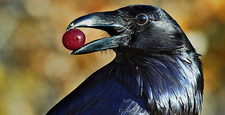 Algunas aves tienen más neuronas que los primates