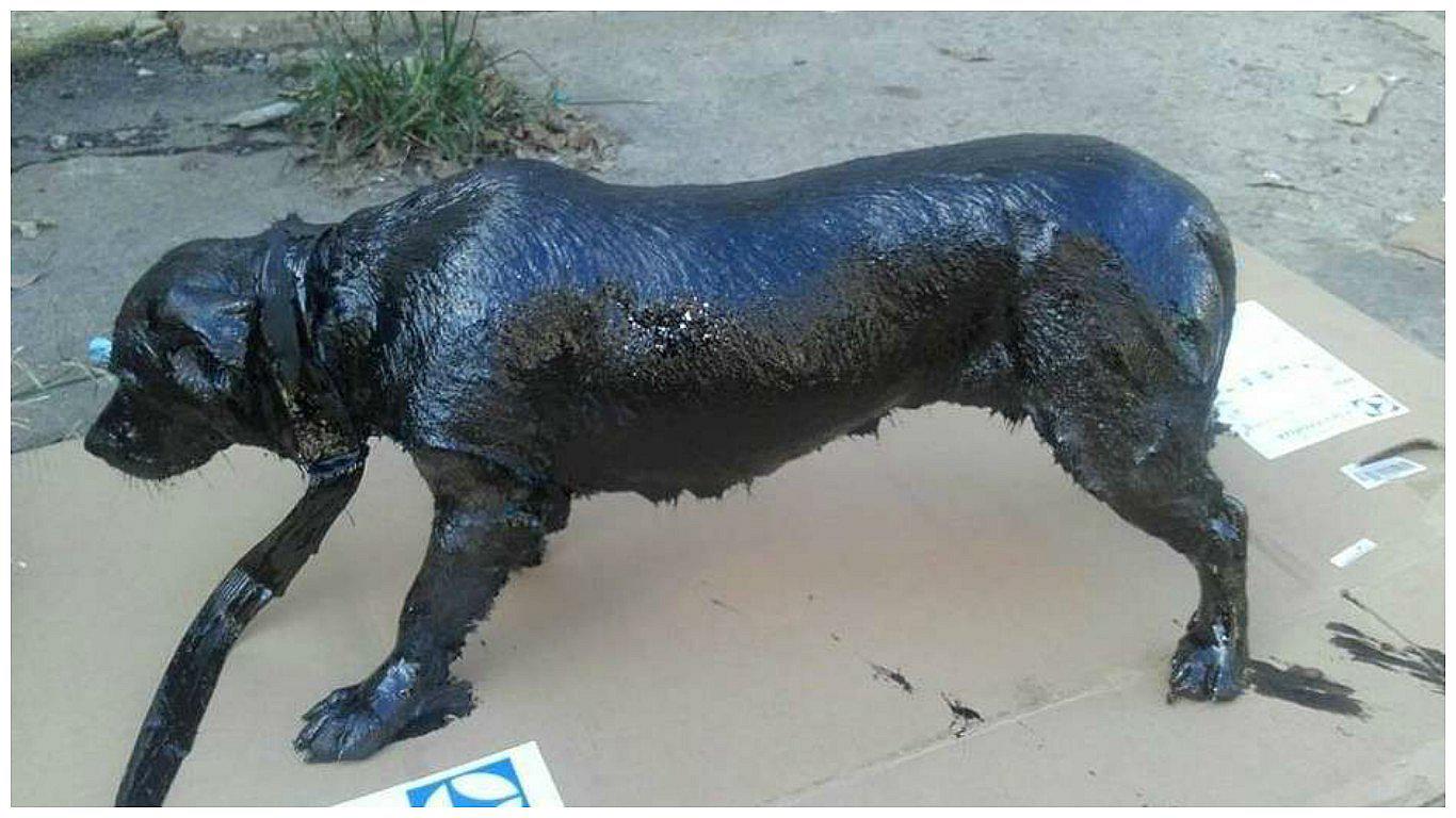 Atacaron con brea a este perro, pero lograron rescatarlo y ahora luce así [VIDEO]