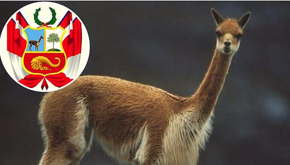 Día Nacional de la Vicuña: se recuerda al camélido que figura en el Escudo Nacional