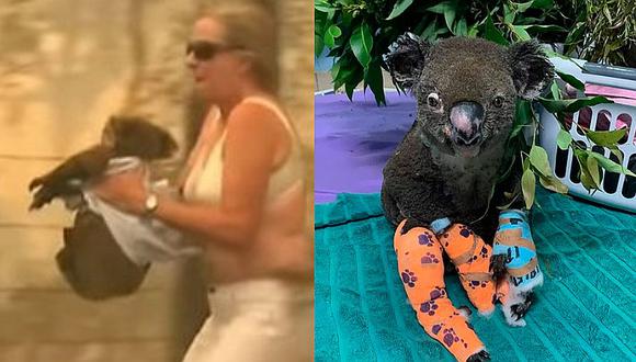 Murió Lewis, el koala rescatado de un incendio forestal en Australia 