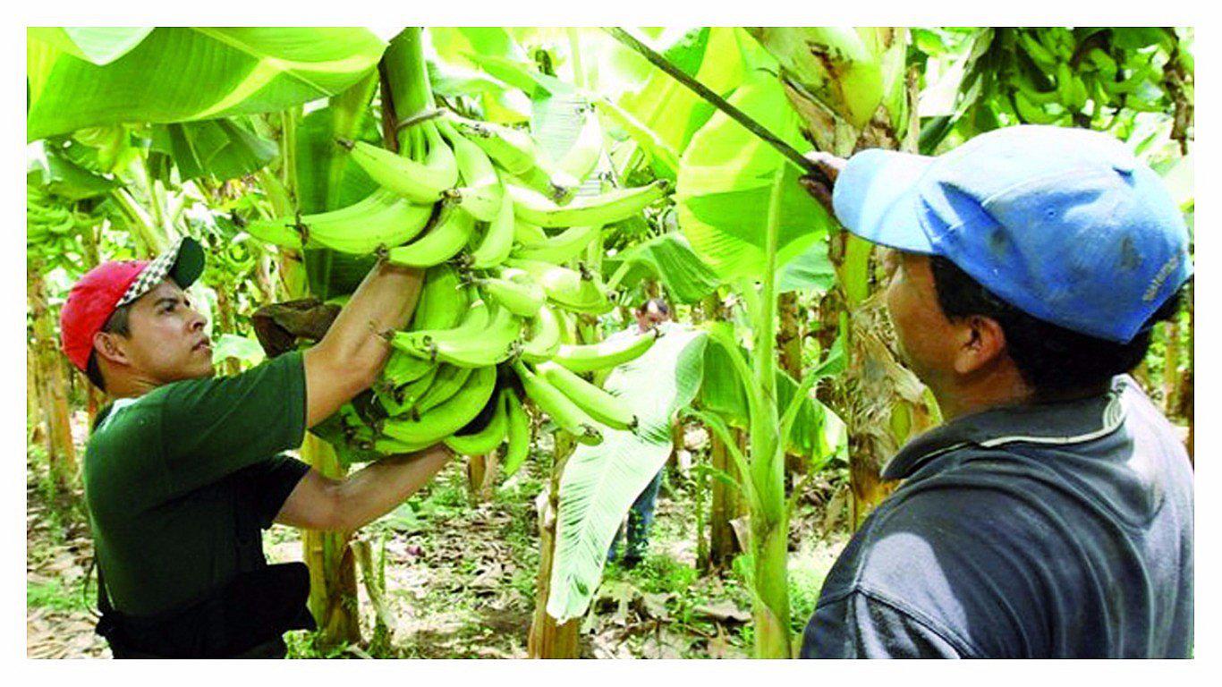 Tumbes: Productores de banano afectados por el contrabando