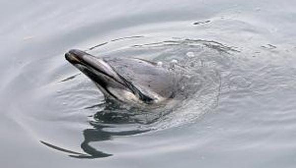 El delfín es el animal con más memoria después del hombre
