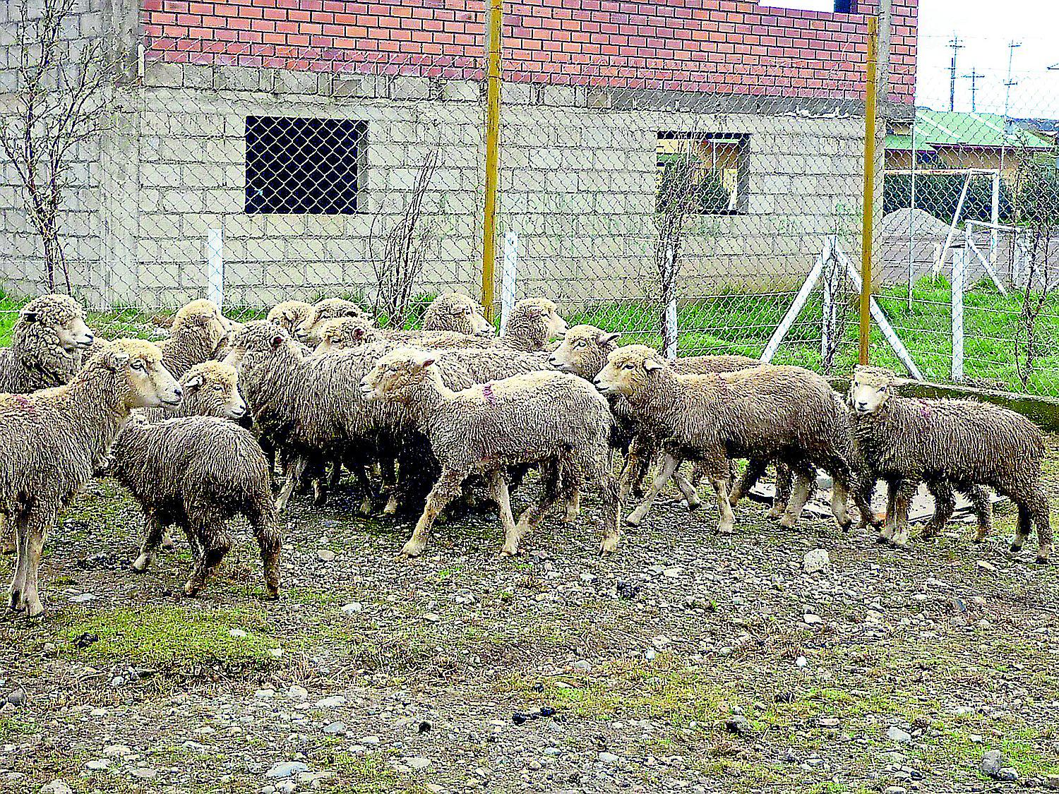 Alerta: Roban 48 ovinos que no son aptos para el consumo humano