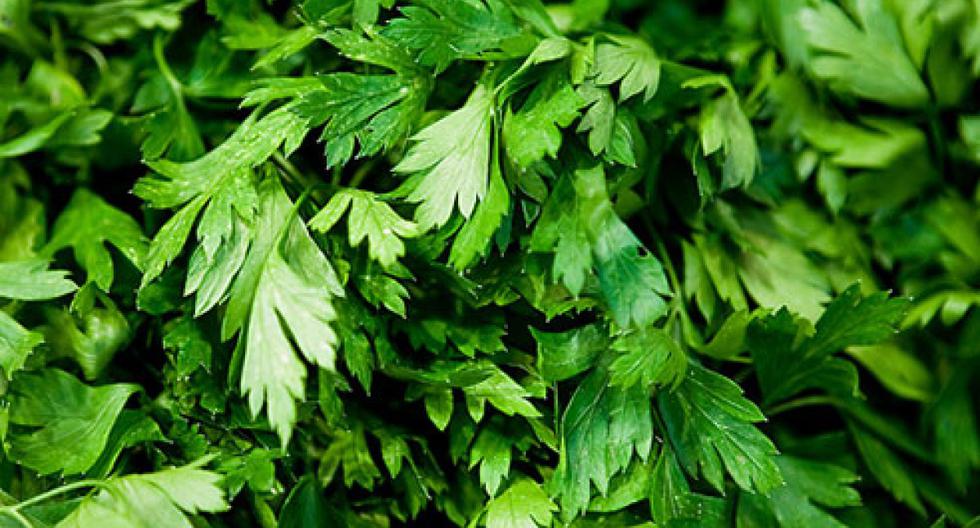 Perejil Alimentos Ecológicos Biogredos