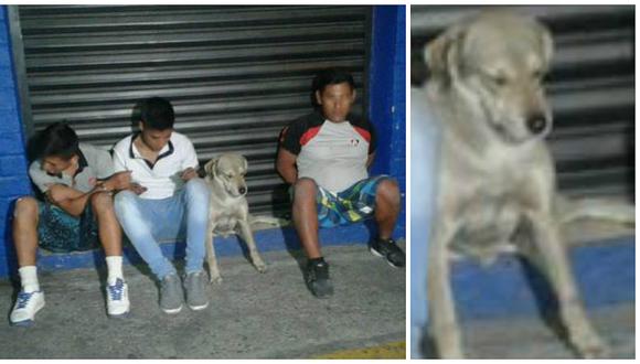 Facebook: Perro es arrestado junto a banda de ladrones y enternece a las redes