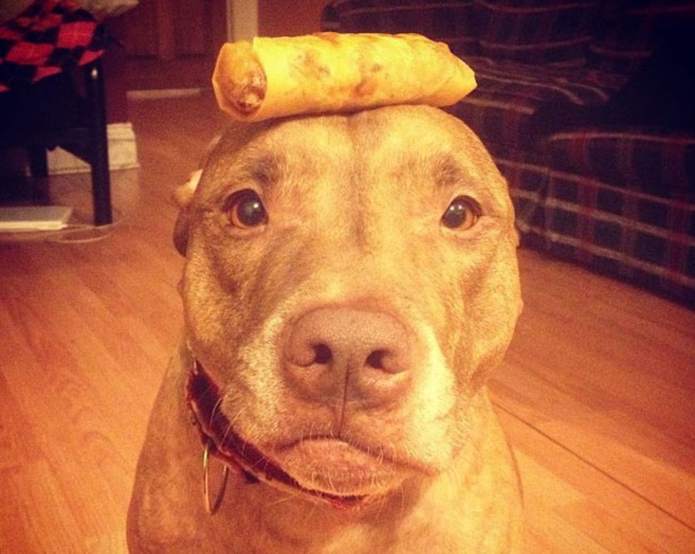 Perro hace equilibrio con cualquier cosa en su cabeza (FOTOS)