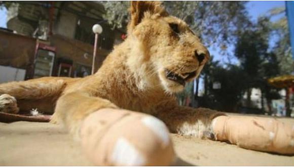 Amputan garras a una leona para que los visitantes del zoológico puedan jugar con ella 