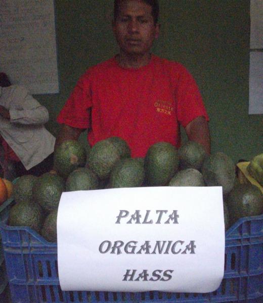 Monobamba exportará palta Hass a los Estados Unidos