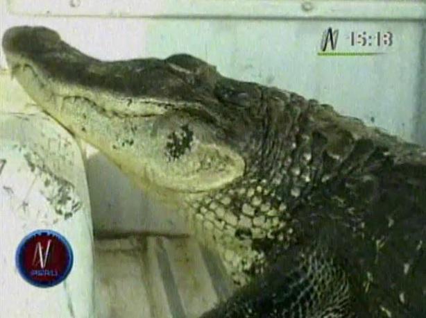 Ucayali: Detienen a sujeto que vendía lagarto negro para ceviche