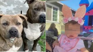 Madre apuñala a su perro raza pitbull: “era el perro o mi hija”