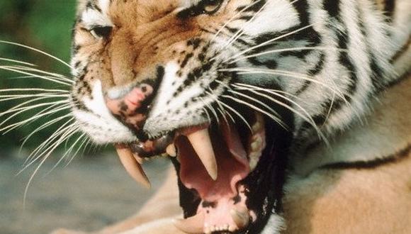 VIDEO: Tigre mata a domador en plena función 