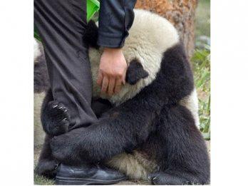 Foto de oso panda en el terremoto conmueve al mundo