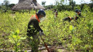 Advierten erradicar cultivos de hoja coca en la selva de Puno