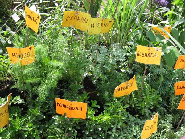 Se incrementa demanda de hierbas aromáticas 