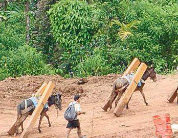 Invaden zona de concesión forestal en San Martín