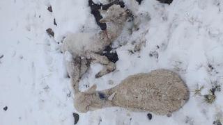 Nieve en Caylloma genera pérdidas de cultivos y ganado en Arequipa (FOTOS)