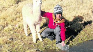 Puno celebra el Día Nacional de la Alpaca en el parque Pino