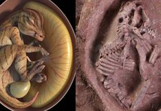Ying Baby es el embrión fósil de dinosaurio más completo del mundo 