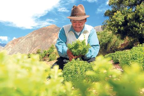 La Reforma Agraria empobreció a los campesinos y al agro peruano  
