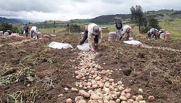 Agrobanco dejó de atender a 56 mil pequeños productores por malos préstamos