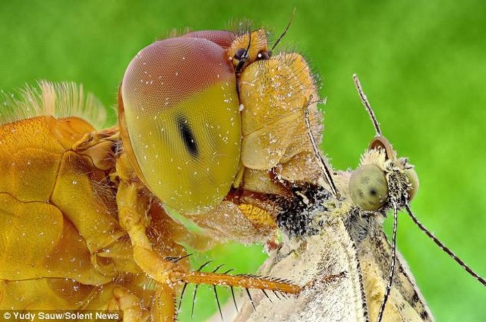 Así se ven los insectos cara a cara (FOTOS)