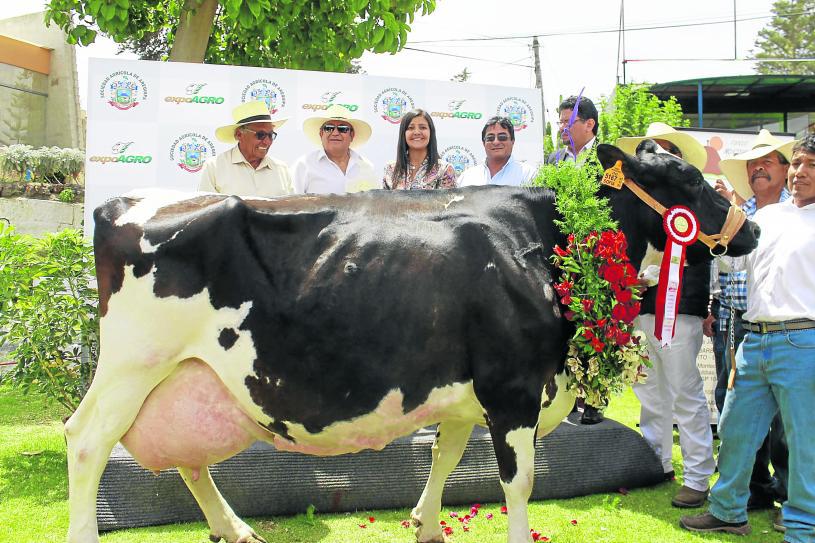 Expoagro 2015: Sofía fue coronada por ser la vaca más lechera de Arequipa