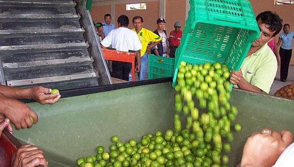 Agricultores dicen que el kilo de limón se vende a 50 céntimos en las chacras (VIDEO) 