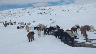 Nevadas dejan vías intransitables y provocan muerte de alpacas en Puno (FOTOS)