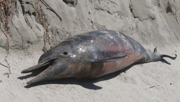 Decomisan carne de delfín en resturante del Callao