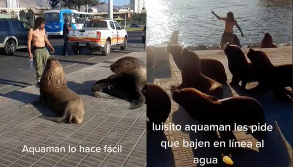 El hecho tuvo lugar en el Terminal Pesquero de Antofagasta, Chile. (Foto: @alex_matatanclown/composición)