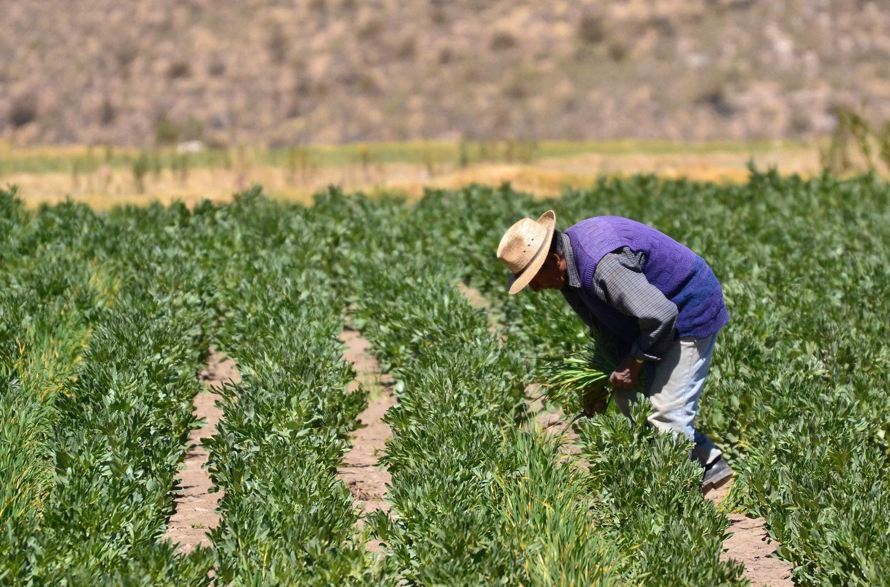 Falta de agua en Valle del Chira afecta a más de 300 agricultores