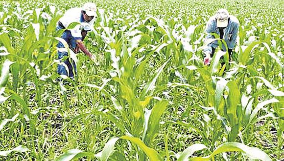 419 agricultores de Tumbes se beneficiarán con la condonación de deudas
