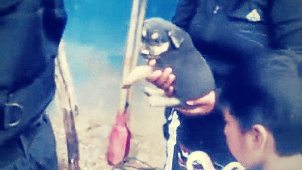 Rescatan cachorro que pasó 8 horas en hoyo de 2 metros