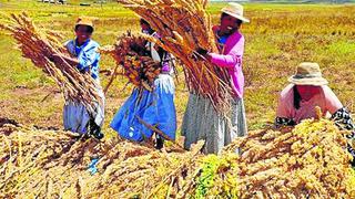 Productores empezarán a rematar quinua