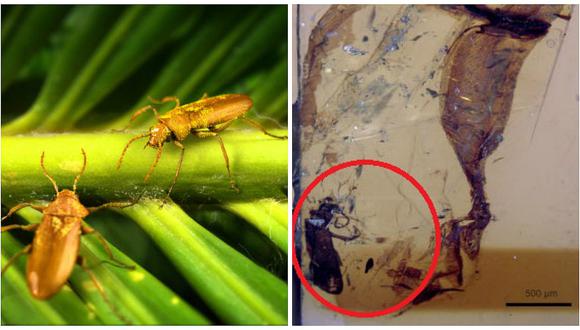 Descubren escarabajo del Cretácico e insecto revela forma de polinizar plantas sin flor