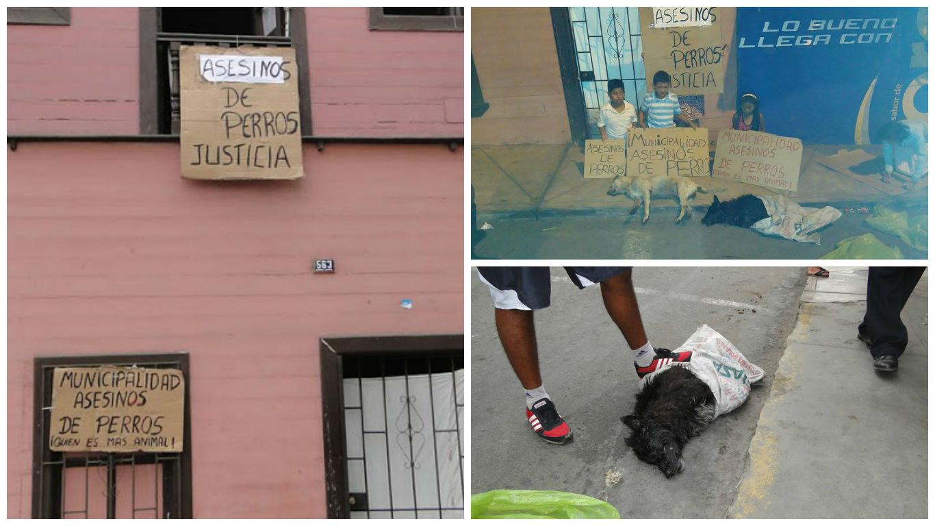 Vecinos de Mollendo denuncian el envenenamiento de 26 perros callejeros (VIDEO)