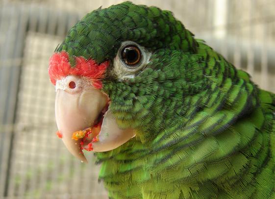 Puerto Rico: Preparan la liberación de 25 cotorras en peligro de extinción