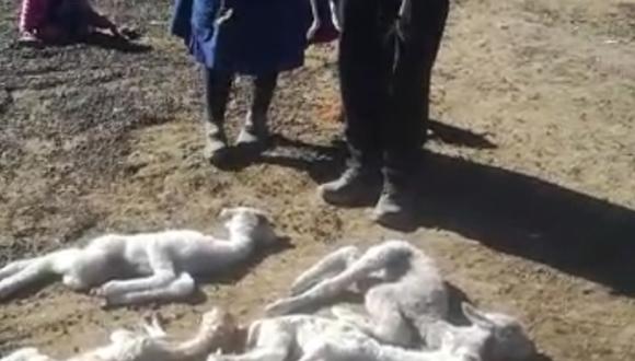 Alpacas mueren a falta de alimentos en zonas alto andinas